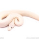 Blue Eyed Lucy ball python for sale