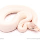 Blue Eyed Lucy ball python for sale