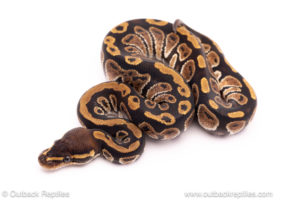 Cypress ball python for sale