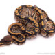 Cypress ball python for sale