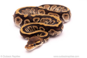 Cypress ball python for sale