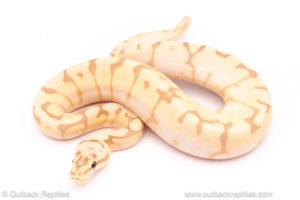 Banana Bumblebee het pied ball python for sale