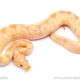 Banana enchi clown ball python for sale