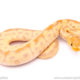 Banana enchi clown ball python for sale