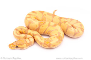 Banana enchi het clown ball python for sale