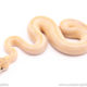 leopard ivory red stripe ball python for sale