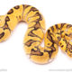 pastel enchi clown ball python for sale