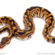 Leopard enchi het clown ball python for sale