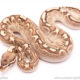 Bamboo het clown ball python for sale