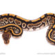 Cinder het Clown ball python for sale
