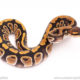 Cypress het clown ball python for sale