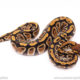 cypress het clown ball python for sale