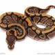 Cinder het pied ball python for sale