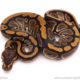 Cinder het pied ball python for sale
