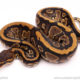 cinder het pied ball python for sale