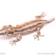 Baby gargoyle gecko for sale at outback reptiles