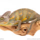 Veiled Chameleons for sale at Outback Reptiles