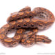 Brazilian rainbow boas for sale