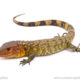 Caiman Lizards for sale