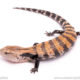 Halmahera Blue Tongue Skinks for sale