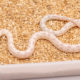 Albino black and white california kingsnake for sale