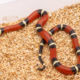 Nelson's milksnake for sale