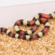 Pueblan Milksnake for sale