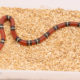 Sinaloan Milksnake for sale