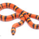 Tangerine Honduran milksnake for sale