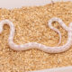 Albino black and white california kingsnake for sale