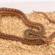 Applegate gopher snake for sale