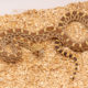 Bullsnake for sale
