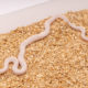 Lucy Texas Ratsnake for sale