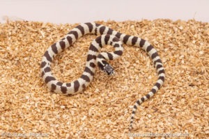 california kingsnake for sale