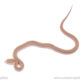 Japanese king ratsnake for sale