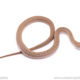 Japanese king ratsnake for sale