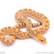 stillwater hypo bull snake for sale