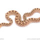Red bull snake for sale