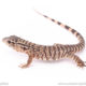 Argentine red tegu for sale