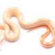 Albino motley redtail boa for sale