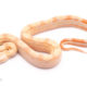 Albino motley red tail boa for sale