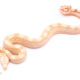 albino motley redtail boa for sale