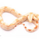 albino redtail boa for sale