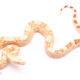 Albino redtail boa for sale