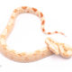 albino redtail boa for sale
