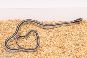 california kingsnake for sale