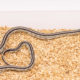 california kingsnake for sale