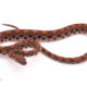 Poss het Albino brazilian rainbow boa for sale
