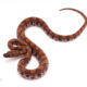 Poss het albino brazilian rainbow boa for sale