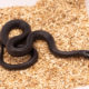 Mexican black kingsnake for sale